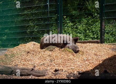 Un cinghiale che dorme tranquillamente su una segatura di legno fresca accanto a un vecchio tronco di albero, adagiato su un rustico fienile di metallo verde e su un lussureggiante sfondo di foresta verde. Foto Stock