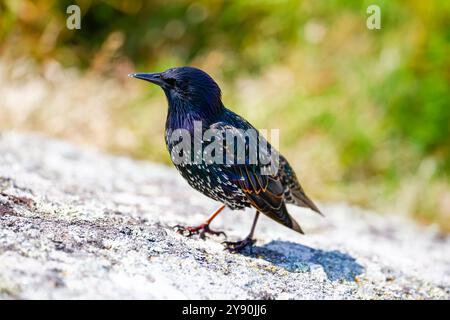 Un uccello starling comune, lo "Sturnus vulgaris", che si erge sulla roccia. Primo piano che mostra dettagli iridescenti e macchiati di piume. Irlanda Foto Stock