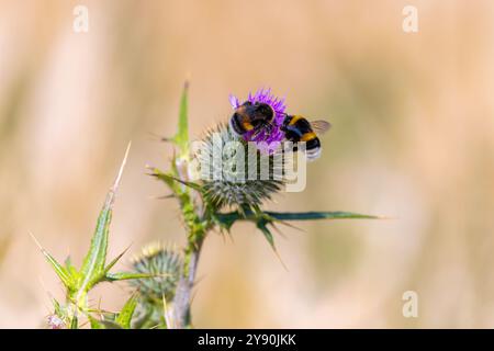 Due bombe "Bombus Terrestris" dalla coda di buff che si nutrono di fiori di Cardo selvatici. Primo piano di insetti. Dublino, Irlanda Foto Stock