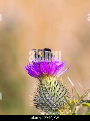 bumblebee 'Bombus Terrestris' dalla coda di bue che si nutre di un fiore di Cardo viola. Primo piano di insetti. Dublino, Irlanda Foto Stock