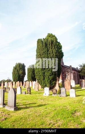 Tre Yew Trees irlandesi Taxus baccata Fastigiata che crescono nel cimitero nel villaggio di Keir Mill Dumfries e Galloway Scozia Regno Unito Foto Stock