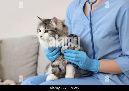 Veterinaria donna con stetoscopio e gatto carino dopo la sterilizzazione in clinica veterinaria Foto Stock