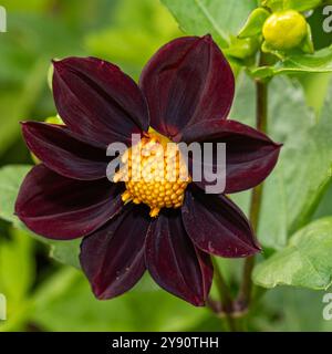 Primo piano di un suggestivo fiore di dahlia rosso scuro, i suoi petali si dispiegano intorno a un nucleo giallo brillante, adagiato su un lussureggiante sfondo verde Foto Stock