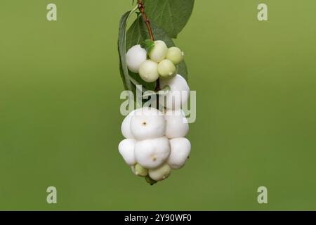 Symphoricarpos albus frutti maturi di un comune bosco di neve appeso su un ramo su uno sfondo verde sfocato in un parco in autunno Foto Stock