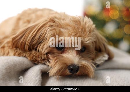 Carino cane Maltipoo in coperta a casa Foto Stock