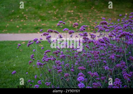 Immagine di un gruppo di fiori argentini Vervain (verbena bonariensis) in un parco Foto Stock