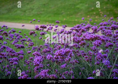 Immagine di un gruppo di fiori argentini Vervain (verbena bonariensis) in un parco Foto Stock