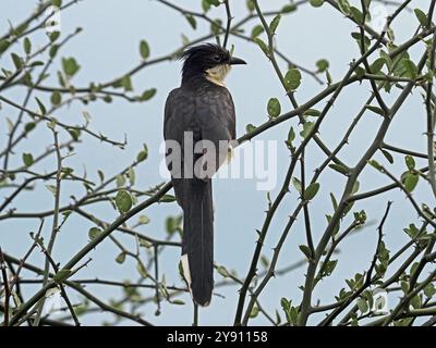 Jacobin Cuckoo, noto anche come cucù bianco e nero/cucù crestato (Clamator jacobinus) arroccato in un cespuglio sparso nel Parco Nazionale di Ruaha, Tanzania, Africa Foto Stock