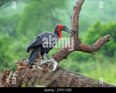 Carnacchino a terra del sud (Bucorvus leadbeateri; ex Bucorvus cafer) per adulti che si prepara sulla diramazione bassa nel Parco Nazionale Ruaha, Tanzania Foto Stock