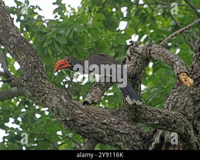 Hornbill incoronato (Lophoceros alboterminatus) nel Parco Nazionale di Ruaha, Tanzania, Africa Foto Stock