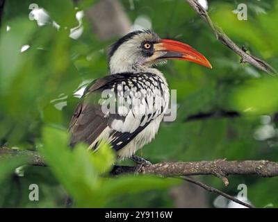 Carpino a becco rosso tanzaniano (Tockus ruahae) o Ruaha Hornbill nel Parco Nazionale Ruaha, Tanzania, Africa Foto Stock