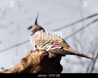 Ritratto del piccione crepato australiano - Ocyphaps lophotes Foto Stock