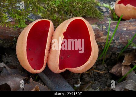 fungo arcoscypha austriaca sul legno. Conosciuto come Scarlet Elfcup o scarlattina fungo. Funghi rossi in una foresta di pianura alluvionale. Foto Stock