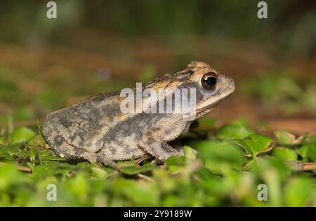 Il rospo della costa del Golfo Incilius nebulifer è a livello del terreno con fauna selvatica anfibia. Foto Stock