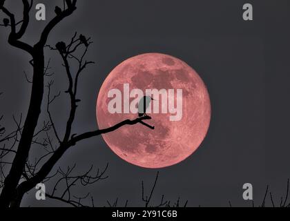 Un airone grigio (Ardea cinera) siede su un ramo di fronte a una grande luna piena in una notte mistica, Fantasia, composizione, Basilea, Svizzera, E Foto Stock