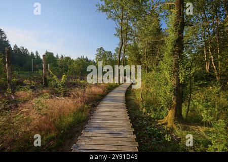 Il sentiero in legno conduce attraverso la foresta verde al sole, trasmette pace e vicinanza alla natura, Schwarzes Moor, Fladungen, Rodi, Baviera, tedesco Foto Stock