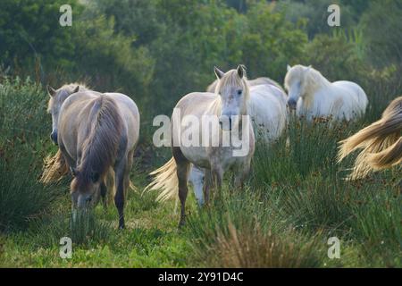 Una mandria di cavalli bianchi della Camargue che pascolano pacificamente in un pascolo verde in un giorno d'estate, Camargue, Francia, Europa Foto Stock