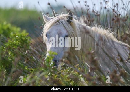 Un cavallo bianco della Camargue guarda attraverso l'erba alta in un tranquillo paesaggio naturale, la Camargue, la Francia, l'Europa Foto Stock