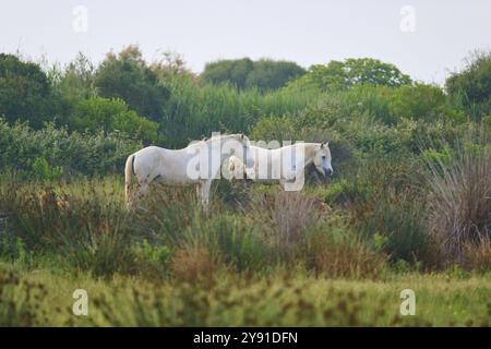 Due cavalli bianchi della Camargue che pascolano in un verde paesaggio prato con alberi sullo sfondo, Camargue, Francia, Europa Foto Stock