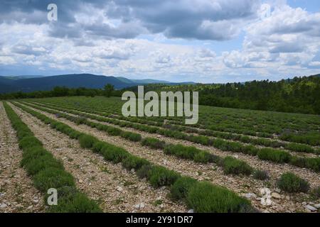 Lavanda (Lavendula), piantata in filari, in estate, Sault, dipartimento Vaucluse, Provenza, Francia, Europa Foto Stock