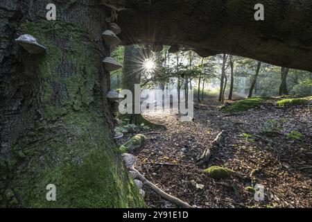 Fungo Tinder (Fomes fomentarius) su faggio di rame morto (Fagus sylvatica) in una foresta, Emsland, bassa Sassonia, Germania, Europa Foto Stock