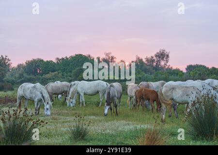 Un branco di cavalli bianchi della Camargue che pascolano in un pascolo verde con un cielo serale rosa, soffici colonne di luce sullo sfondo, Camargue, Francia, Europa Foto Stock