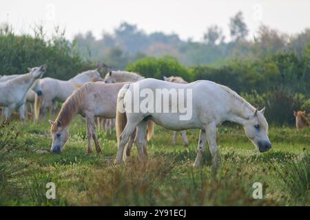 Cavalli bianchi della Camargue che pascolano in un paesaggio verde e tranquillo, circondato dalla natura e dallo spazio, Camargue, Francia, Europa Foto Stock