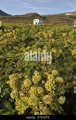 Angelica, LaeknishusiÃ° o Laeknishusid, la vecchia casa del medico, Hesteyri, HesteyrarfjoerÃ°UR o Hesteyrarfjoerdur, Hornstrandir, Westfjords, Islanda Foto Stock