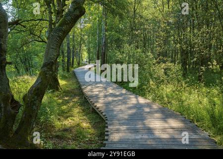 Uno stretto sentiero in legno conduce attraverso una foresta verde e soleggiata, Schwarzes Moor, Fladungen, Rhoen, Baviera, Germania, Europa Foto Stock