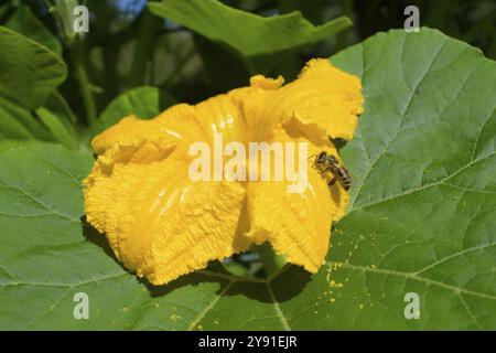 Api mellifere (Apis mellifera) su zucca (Cucurbita), verdure, Halloween, fiori, foglie, cucina, Hohenlohe, Krautheim, Germania, Europa Foto Stock