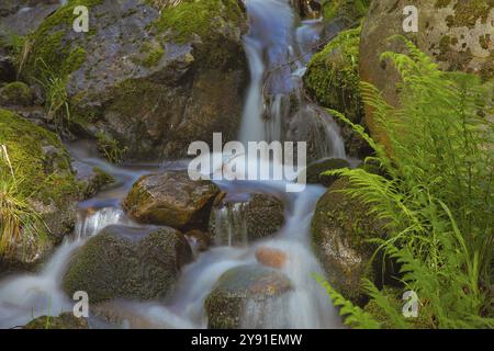 Una piccola cascata scorre dolcemente sulle rocce coperte di muschio in un ambiente verde e naturale, cascata, Todtnau, Foresta Nera, Baden-Wuerttemberg Foto Stock