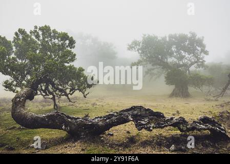 Vecchi alberi di alloro nella nebbia, alloro puzzolente (Ocotea foetens), vecchia foresta di alloro (Laurisilva), sito patrimonio dell'umanità dell'UNESCO, stagno Fanal, Madeira, Portogallo Foto Stock