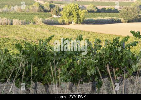 I lussureggianti vigneti verdi sono annidati tra dolci colline e alberi lontani, nei vigneti di Penedes nella provincia di Barcellona in Catalogna, Spagna, Europa Foto Stock