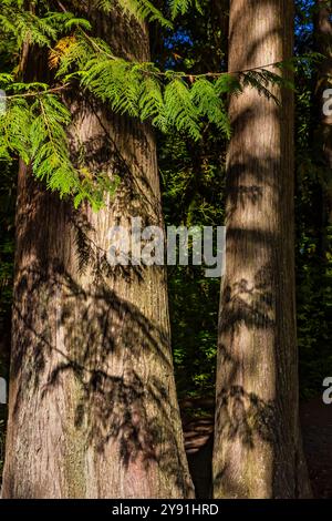 Nel Millersylvania State Park, Stato di Washington, Stati Uniti Foto Stock