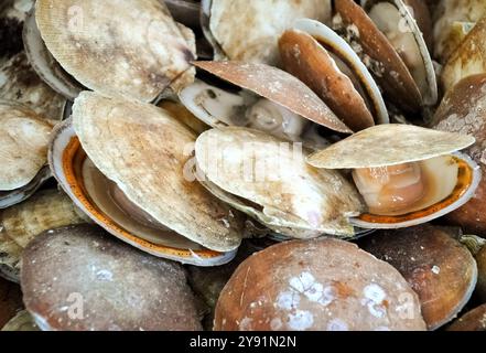 Foto ravvicinate di capesante dal vivo con conchiglie aperte. Pesce, capesante, cucina, fresco, oceano, baia di Fundy, Canada. Foto Stock