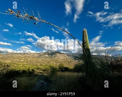 Deserto di Sonora, montagne di Santa Catalina, Catalina, Arizona, Stati Uniti Foto Stock