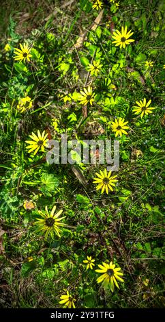 Piccoli fiori gialli sono su erba verde; è stato girato al parco nazionale Organ Pipes, Melbourne, Victoria, Australia. Foto Stock