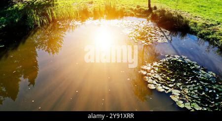Il sole splende su uno stagno in germania con le ninfee che fluttuano con grazia. Alberi che si riflettono in acque tranquille, creando una scena mozzafiato Foto Stock