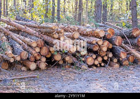 raccolta di foreste decidue e pini per la costruzione. Ecosistema Foto Stock