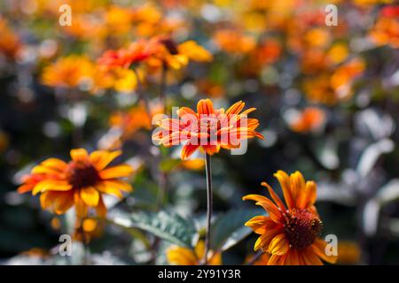 rudbeckia flowers in the garden - soft focus Foto Stock