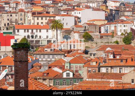 Paesaggio urbano di Porto con vecchi edifici antichi, tetti arancioni e pareti arrugginite in costruzione. Palma al centro e camino lasciato all'ombra. Foto Stock