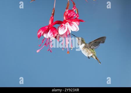 Vulcano (hummingbird Selasphorus flammula) in Costa Rica Foto Stock