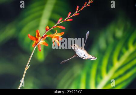 Vulcano (hummingbird Selasphorus flammula) in Costa Rica Foto Stock