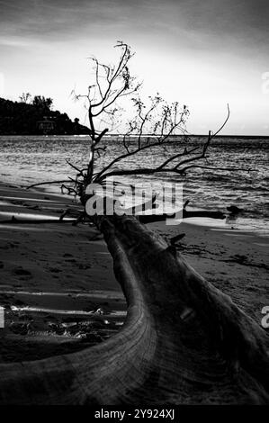 Albero morto abbandonato sulla spiaggia di fronte a un oceano del sonno Foto Stock