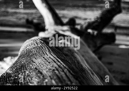 Close-up di un albero morto abbandonato sulla spiaggia di fronte all'oceano Foto Stock