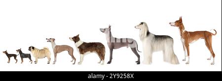 Un grande gruppo di cani di razze diverse e di varie dimensioni si erge su uno sfondo bianco Foto Stock