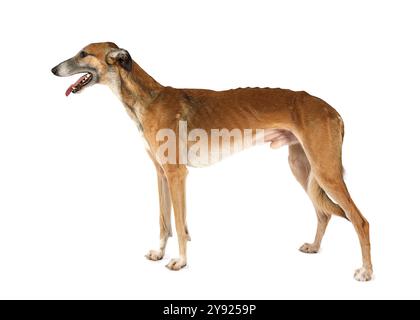 Cane Hortaya borzaya russo isolato su sfondo bianco. Hortaya borzaya è una vecchia razza asiatica di sighthound Foto Stock