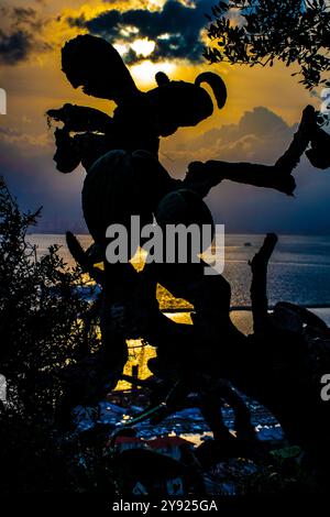 La retroilluminazione di un fico sulla Rocca di Gibilterra, Foto Stock