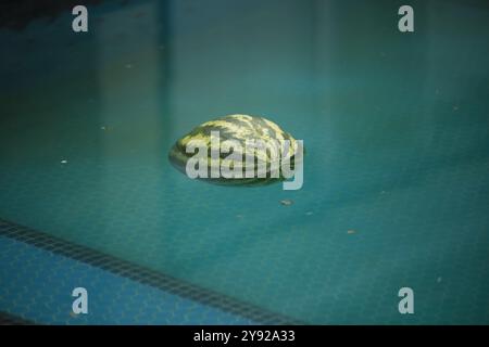 Anguria galleggiante su una superficie d'acqua calma che crea una scena surreale e tranquilla. Foto Stock