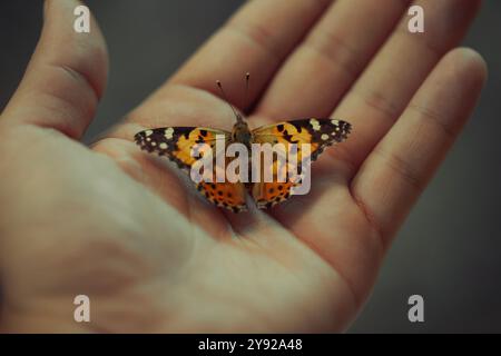 Primo piano di una farfalla vibrante che poggia sulla mano di una persona, simboleggia la delicata bellezza e la fragilità della natura. Foto Stock